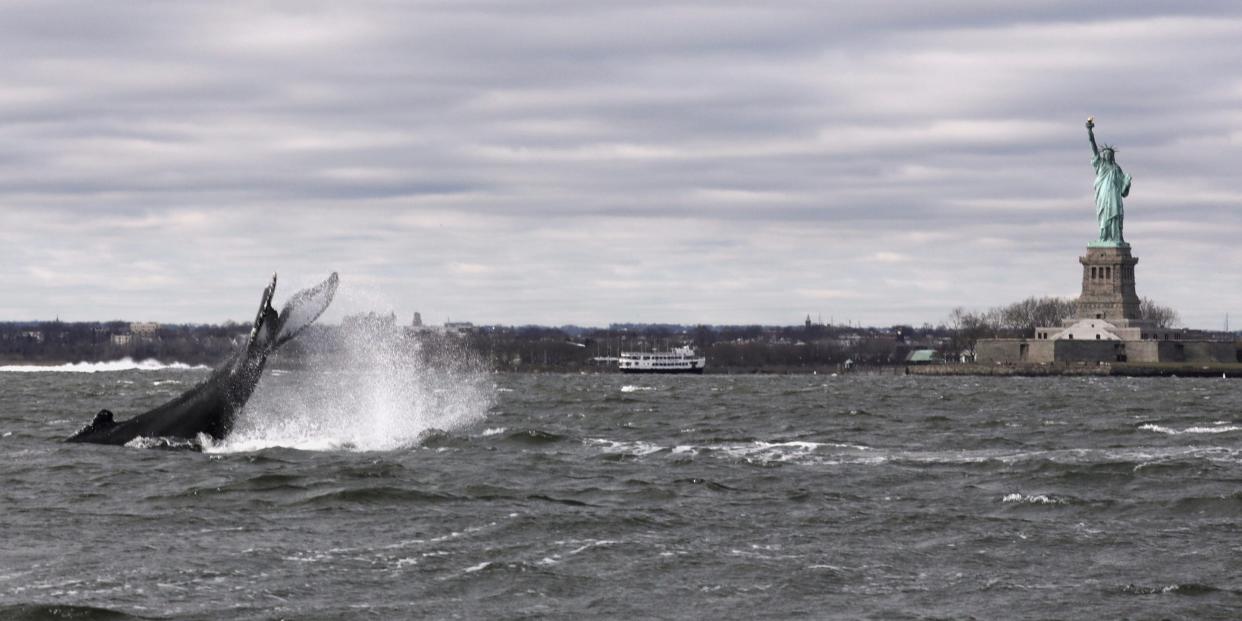 A humpback whale surfaces near the Statue of Liberty in this photo taken from a boat on New York Harbor in New York City on December 8, 2020.