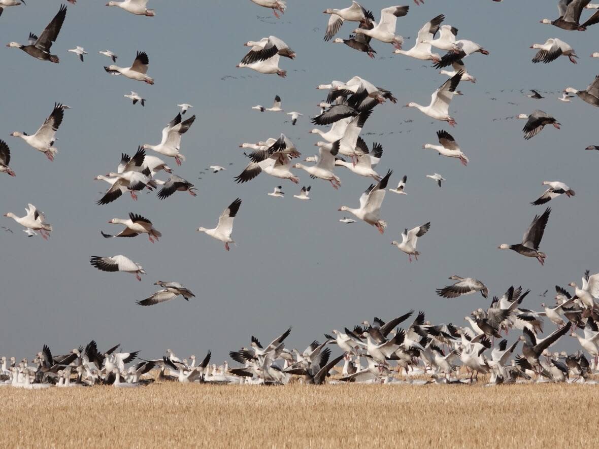 There has been an influx of a snow geese and other species due to migratory patterns changing, according to naturalist Brian Keating. (Brain Keating - image credit)