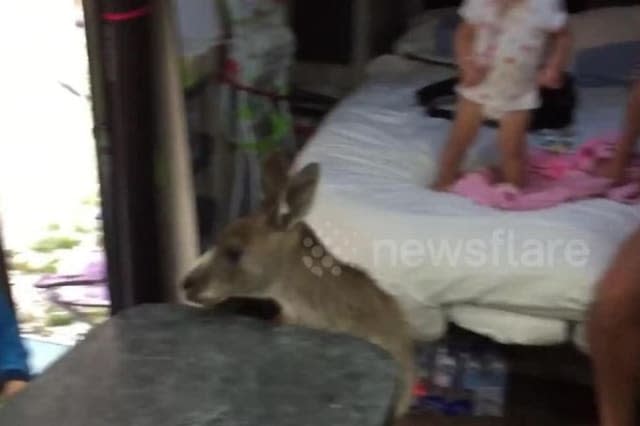 Kangaroo jumps into family campervan