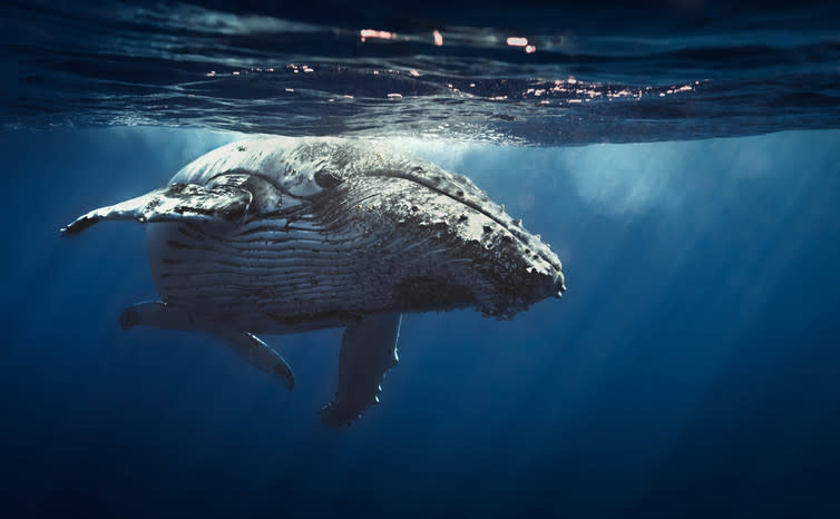 <span class="caption">Whale: shifting iron around the ocean.</span> <span class="attribution"><a class="link " href="http://www.shutterstock.com/dl2_lim.mhtml?src=ig29rU0ookd9TVQmfbbbDA-1-0&id=239709550&size=medium_jpg" rel="nofollow noopener" target="_blank" data-ylk="slk:Shutterstock;elm:context_link;itc:0;sec:content-canvas">Shutterstock</a></span>