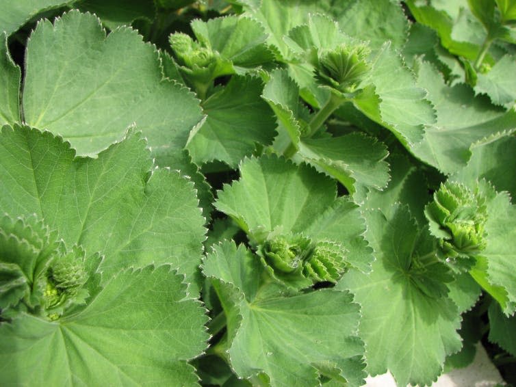 <span class="caption">As the name suggests, the ruffled leaves of lady’s mantle brace the plant against the cold.</span> <span class="attribution"><a class="link " href="https://en.wikipedia.org/wiki/Alchemilla#/media/File:Lady's_Mantle_Alchemilla_vulgaris_2816px.jpg" rel="nofollow noopener" target="_blank" data-ylk="slk:Jina Lee/Wikipedia;elm:context_link;itc:0;sec:content-canvas">Jina Lee/Wikipedia</a>, <a class="link " href="http://creativecommons.org/licenses/by-sa/4.0/" rel="nofollow noopener" target="_blank" data-ylk="slk:CC BY-SA;elm:context_link;itc:0;sec:content-canvas">CC BY-SA</a></span>