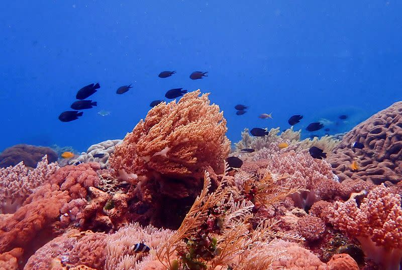 FILE PHOTO: Fishes swim among coral reefs in the waters of Alor