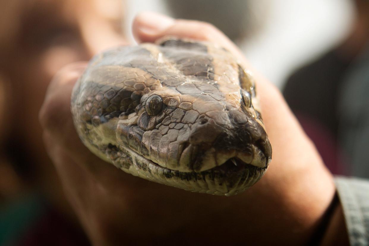 A Burmese python is displayed at the kick-off ceremonies in Davie, Fla., Saturday, Jan. 12, 2013 for the 2013 "Python Challenge" organized by the Florida Fish and Wildlife Conservation Commission.