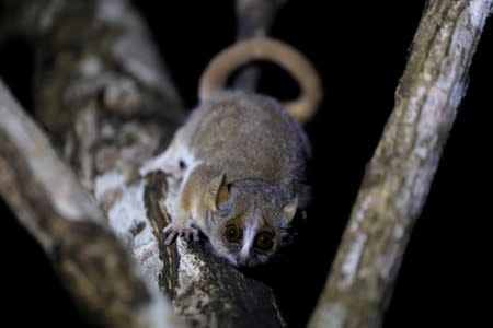 A grey mouse lemur is seen at the Kirindy forest near the city of Morondava