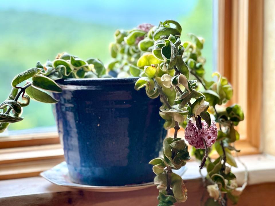 Hoya Flower, Wax Plant