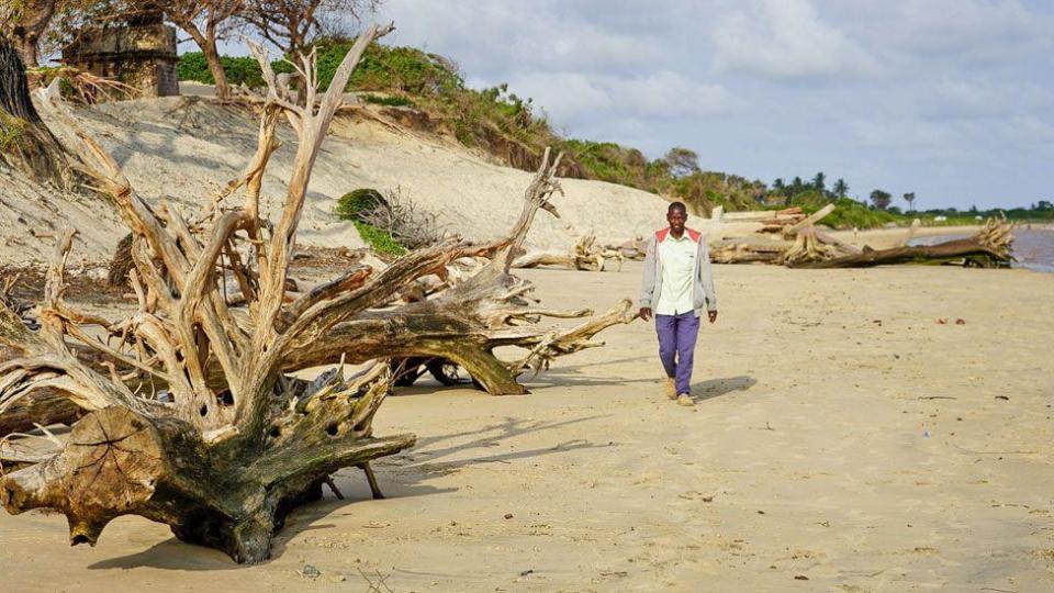 Mangrove trunks along the coast of Kipini