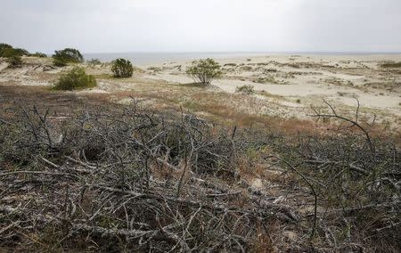 A general view is pictured from the top of Efa Dune at Curonian Spit north of the Baltic Sea port of Kaliningrad, Russia, July 18, 2015. REUTERS/Maxim Shemetov