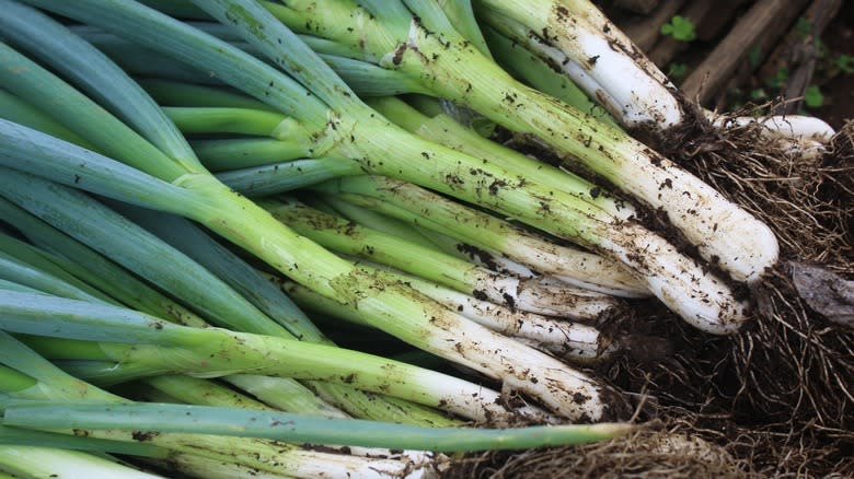 pile of freshly harvested green onions