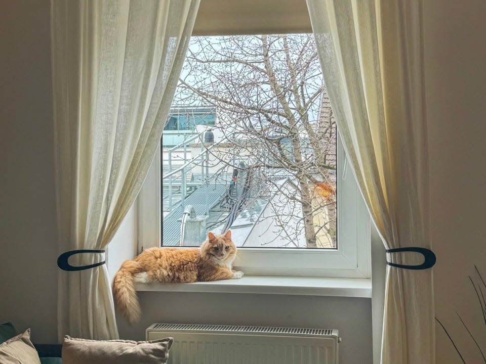 Orange cat in apartment window