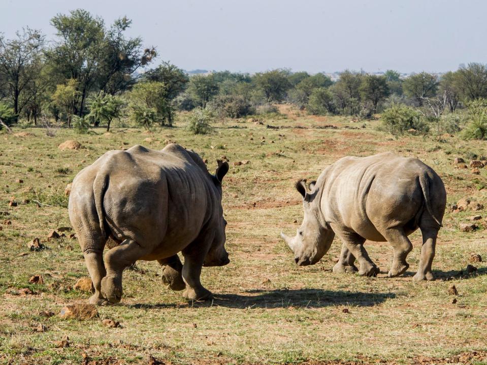 Two rhinos belonging to John Hume walk beside each other in 2016.