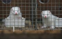 Mink look out from cages at a farm that breeds animals for fur in Zhangjiakou, in China's Hebei province, on July 21, 2015