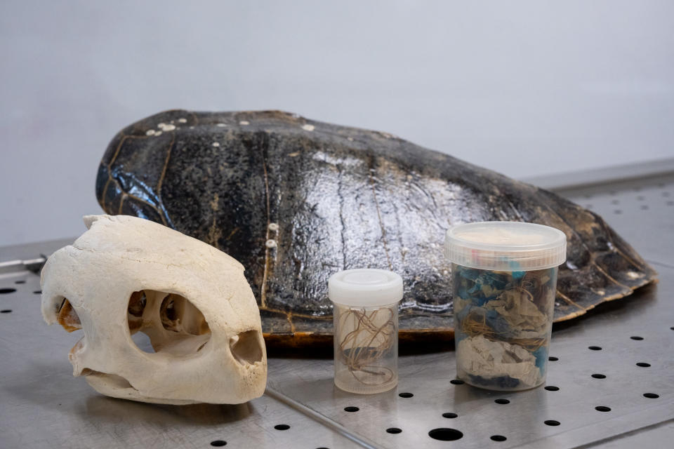 圖為過去曾進行影像解剖後的海洋動物標本，亦包括在屍體內臟所發現的海洋垃圾。