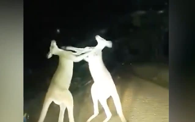 The quarreling Queensland roos seemed oblivious to the vehicle just metres away from them. Source: Facebook/Quinton Turner.