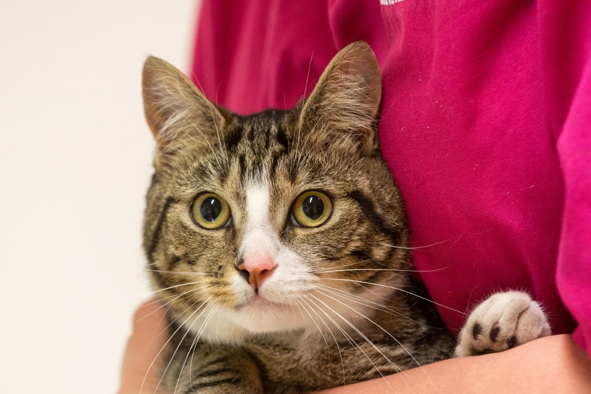 Several types of lilies are dangerous to cats, even in small amounts, including the Asiatic lily, tiger lily, stargazer lily and Easter lily <i>(Image: Shaun Fellows/PA Wire)</i>