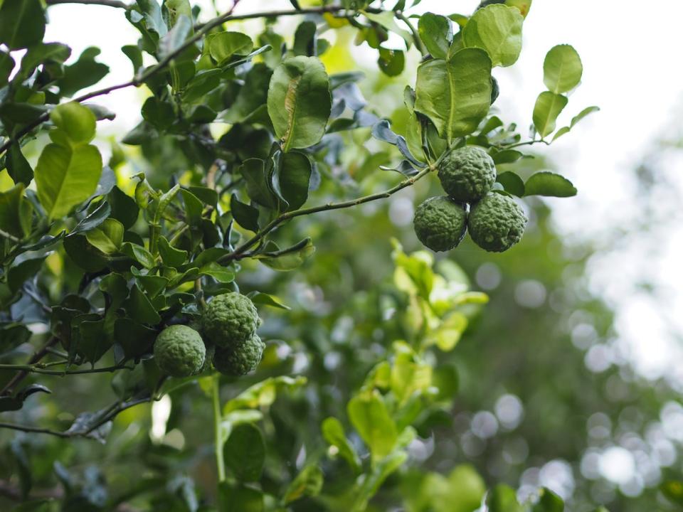 Kaffir limes, also known as Makrut limes, are native to Sri Lanka and found all over Southeast Asia (Getty Images/iStockphoto)
