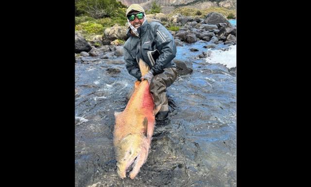 Absolute beast' of a king salmon landed from shore in Argentina