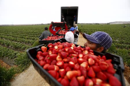 Fruit pickers hold baskets of strawberries as they line up before weighing them at a farm in San Quintin in Baja California state, Mexico April 1, 2015. REUTERS/Edgard Garrido