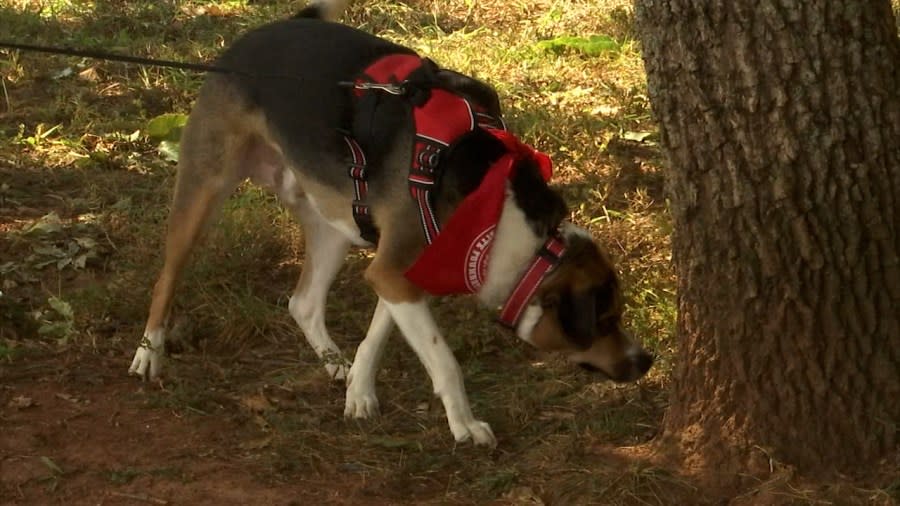 Dogs that participated in the War Dogs Memorial March.