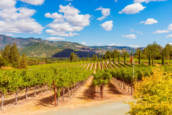 Vineyards in Napa Valley, California, USA.