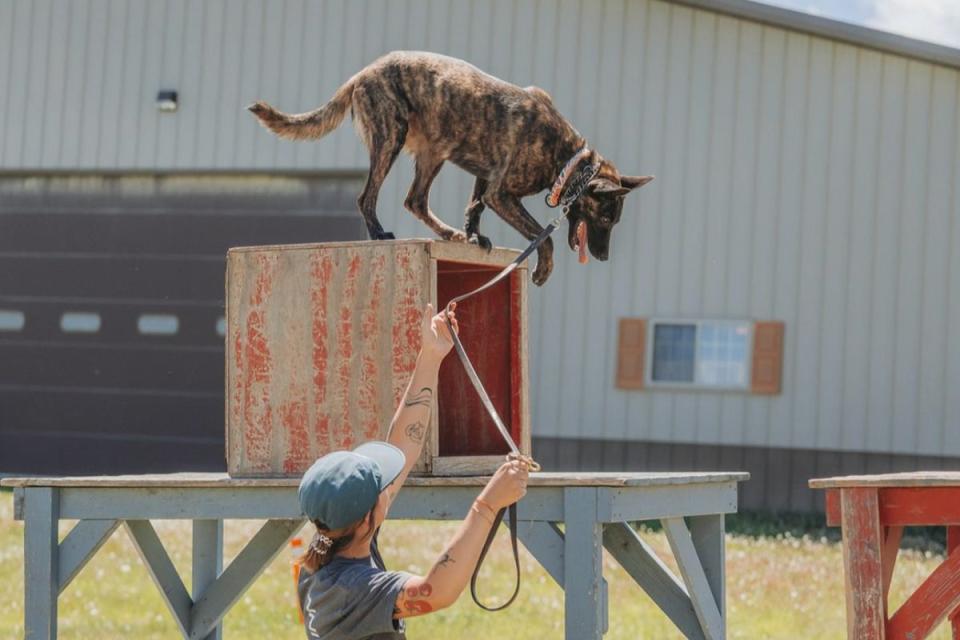 Each individual animal is rigorously trained by Svalinn for two to three years in order to engineer the perfect balance between high-functioning bodyguards and affectionate pets (Svalinn/ svalinnworking dogs/ Instagram)