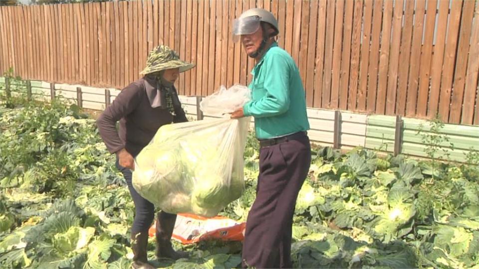 採收不敷成本！虎尾菜園萬顆高麗菜「免費摘回家」