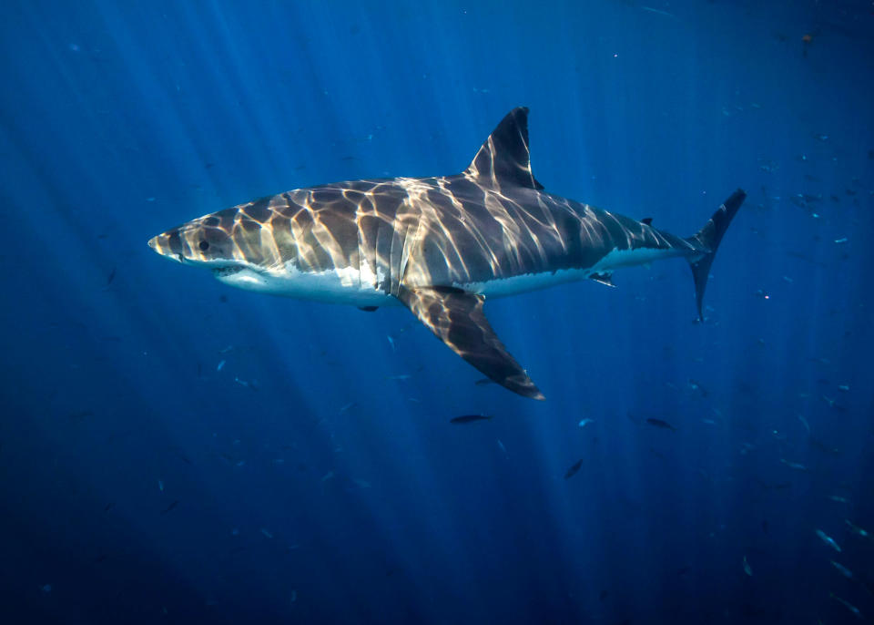 White Shark Freediver