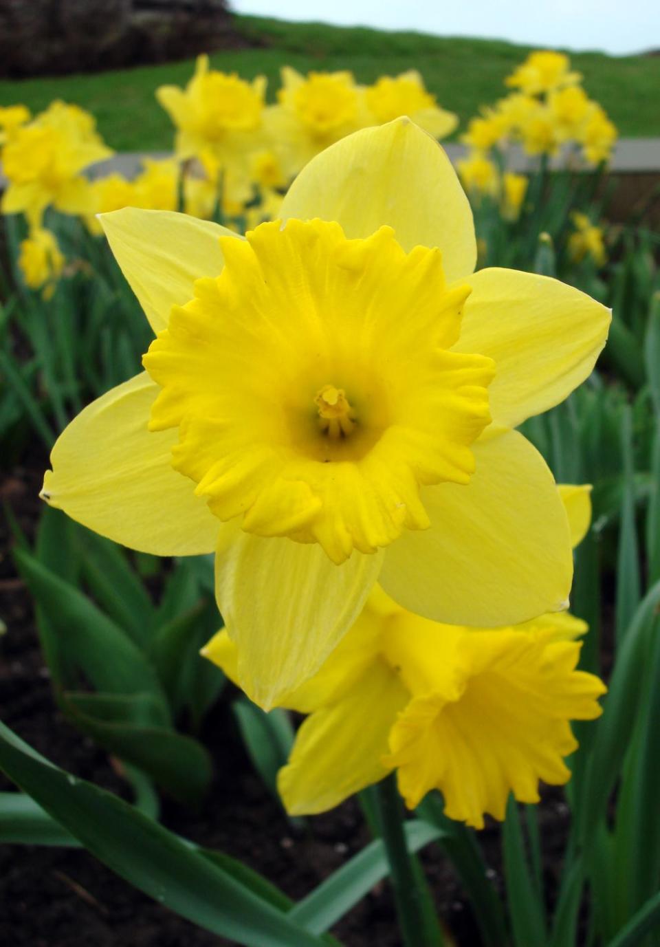 daffodils