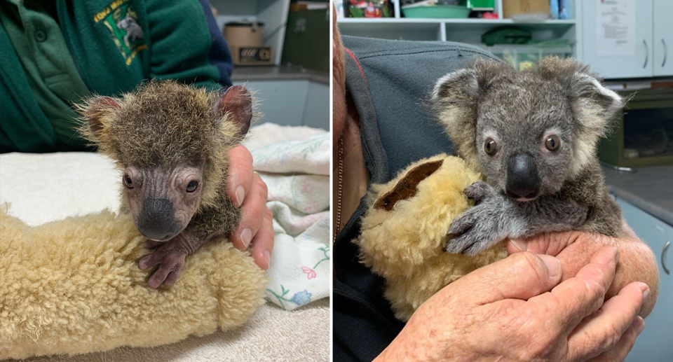 Split screen. Left - sick looking koala joey in care. Right - a healthier looking joey after treatment.