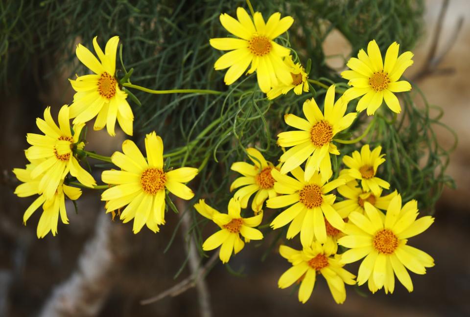 coreopsis flowers