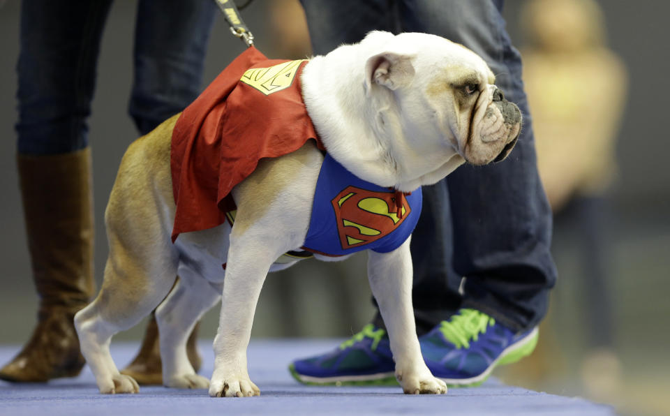 Buster, owned by Tara Walter, of West Des Moines, Iowa, walks on stage during the 34th annual Drake Relays Beautiful Bulldog Contest, Monday, April 22, 2013, in Des Moines, Iowa. The pageant kicks off the Drake Relays festivities at Drake University where a bulldog is the mascot. (AP Photo/Charlie Neibergall)