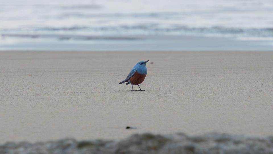 Rare-Blue-Rock-Thrush-on-beach