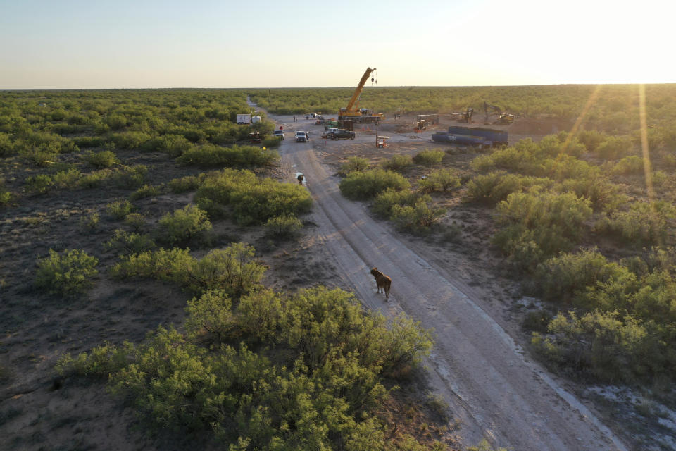 In this June 2021 photo provided by rancher Ashley Williams Watt, cows stand in the roadway near the Estes 24 well on the Antina Cattle Co. ranch near Crane, Texas. An oil worker noticed salty brine bubbling up near the site in early June. It was later determined that the source was the Estes 24, a "plugged and abandoned" well that was first plugged back in 1995. Buried under the sand, it became unplugged and started leaking the brine, a byproduct of oil production that is considered a toxic substance. (Ashley Williams Watt via AP)