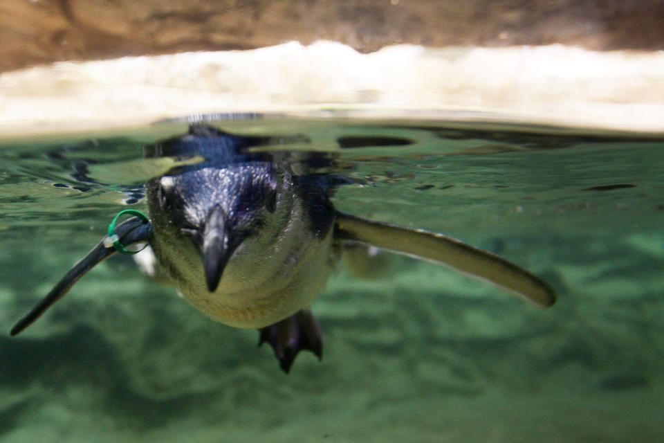 Baby penguins