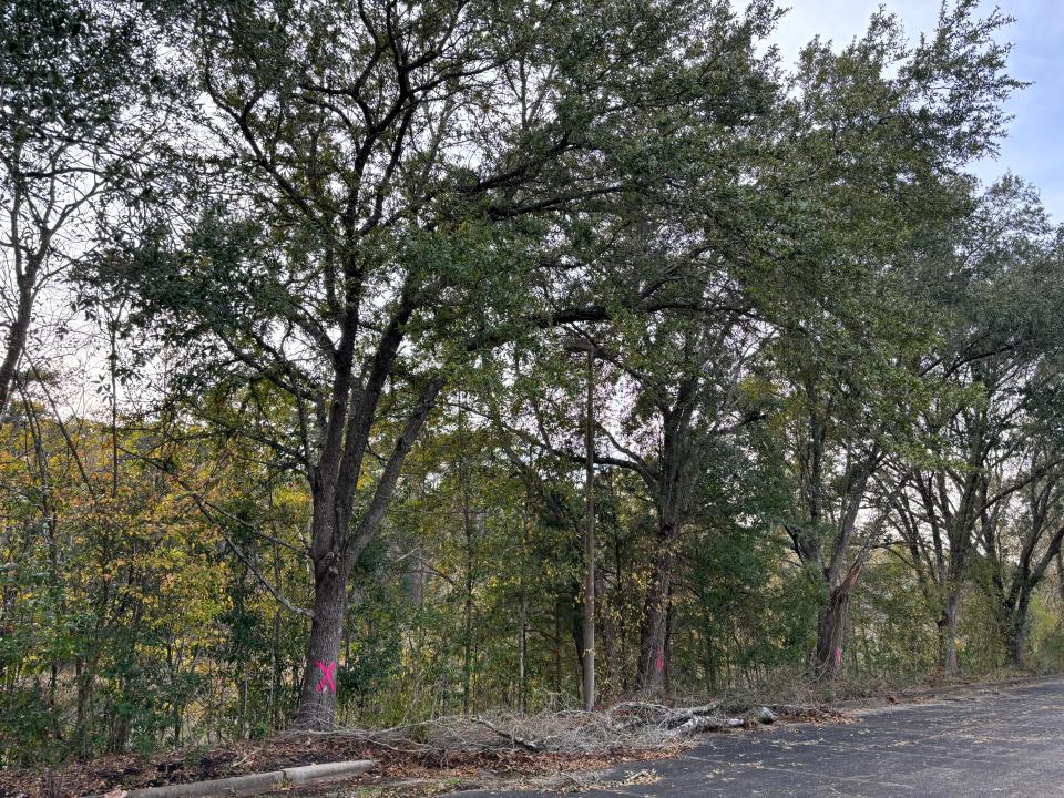 The city of Tallahassee plans to remove 20 live oak trees from the Parkside and Park Terrace neighborhood, angering numerous residents of the area.