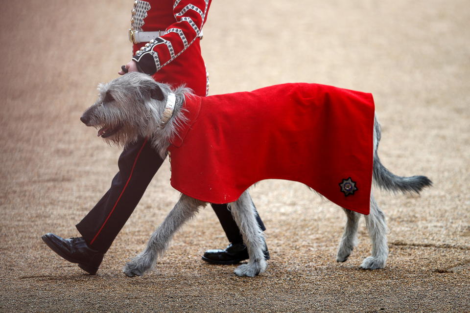 Seamus, the Irish Wolfhound regimental mascot dog of the Irish Guards is seen during the Colonel's Review ahead of the Trooping of the Colour taking place next week, on Horseguards Parade in London, Britain May 28, 2022. REUTERS/Peter Nicholls