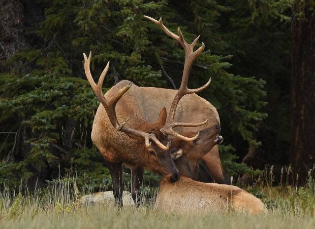 Calgary-based photographer Nancy Hamoud captured these elk near Jasper, Alta., in 2019. (Nancy Hamoud/Supplied by Brian Keating - image credit)