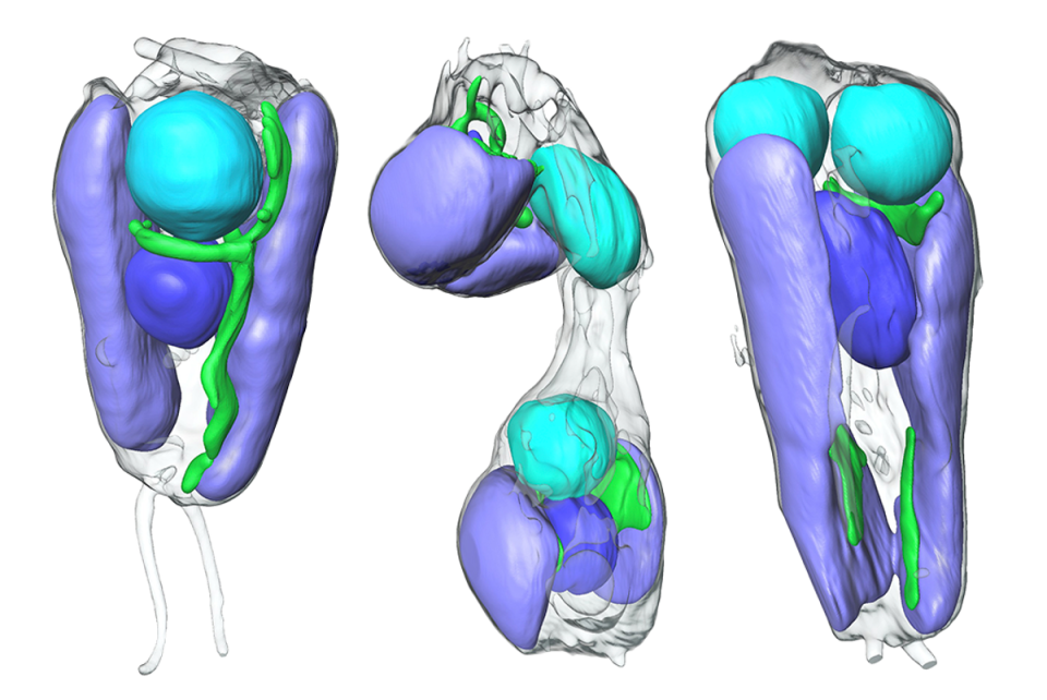 Imagen que muestra el aspecto de las algas en diferentes fases mediante tomografía de rayos X (Valentina Loconte/Berkeley Lab)