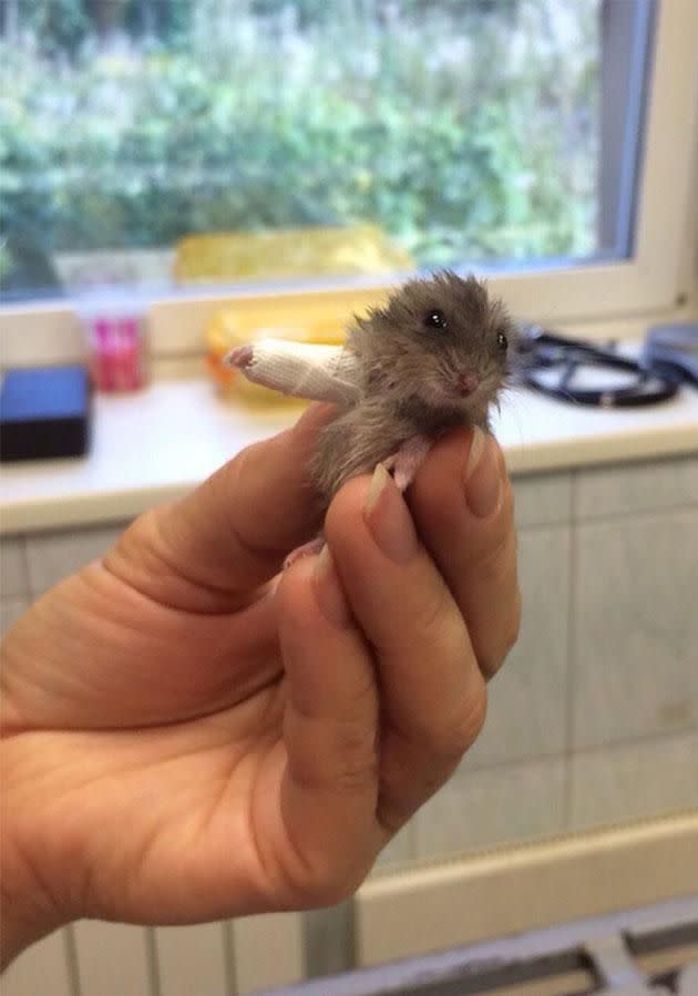 This is exactly what it looks like: A dwarf-sized hamster with a cast. Reddit/GeorgeOnee