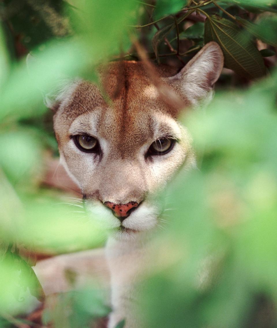 Close-up of a puma peeking through green foliage