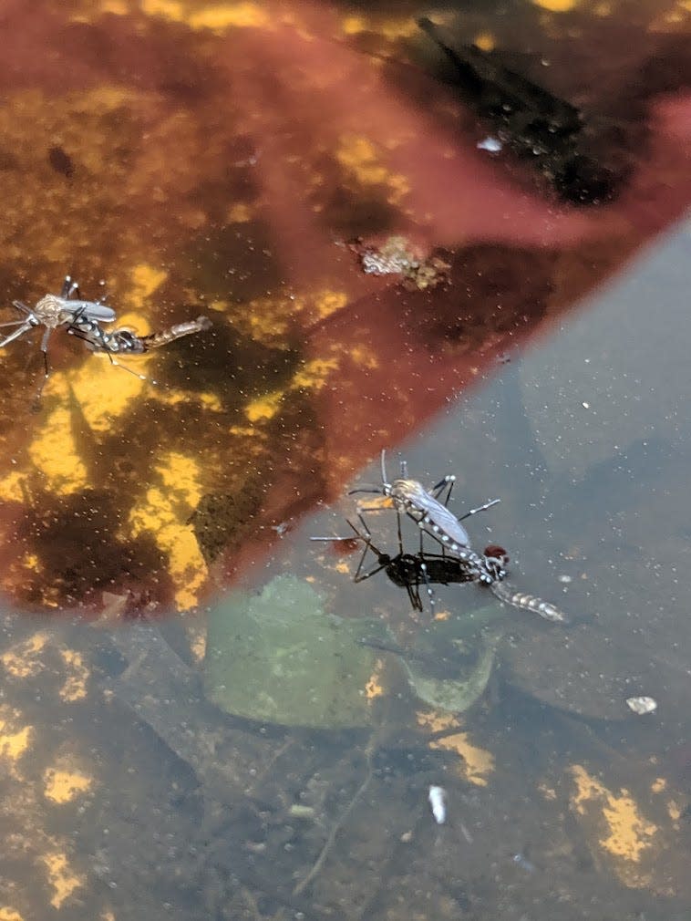 Asian bush mosquitos hatch on a body of water.