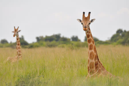 Nubian giraffes are seen in Murchison Falls, Uganda in this undated handout picture. Courtesy Julian Fennessy/Handout via REUTERS