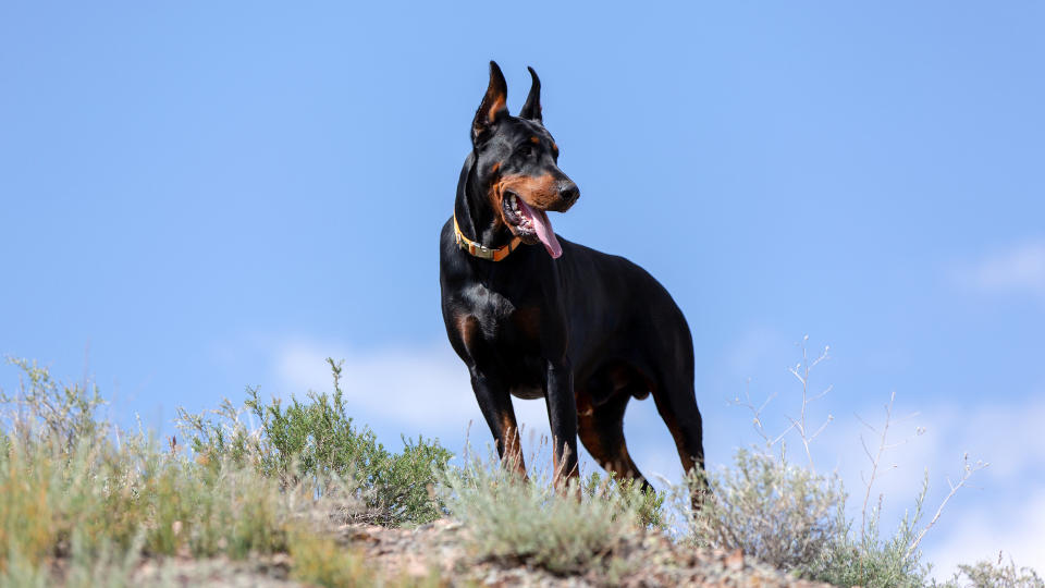 doberman pinscher