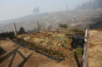 Charred landscape surrounds an undamaged garden at a residence during the Soberanes Fire in the mountains above Carmel Highlands, California, U.S. July 28, 2016. REUTERS/Michael Fiala