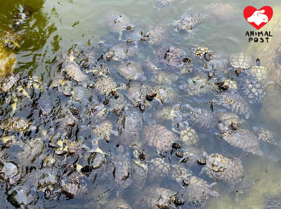 柴灣公園水池棄龜問題嚴重，有數百隻龜。