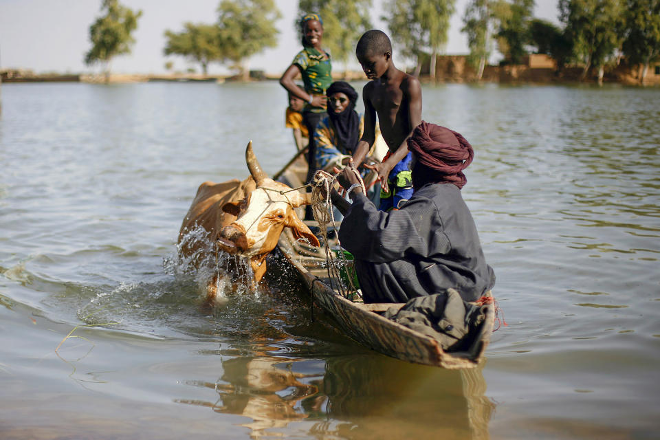 FILE - Malians bring a cow across the Niger river at Korioume Port, south of Timbuktu, Mali, Feb. 3, 2013. Cattle raiding by Islamic extremists in 2023 is soaring at unprecedented levels in Mali, with jihadis linked to al-Qaida and the Islamic State group stealing millions of dollars worth of cattle to buy weapons and vehicles to fund their insurgency across the war-torn West African country and region below the Sahara Desert, known as the Sahel.(AP Photo/Jerome Delay, File)