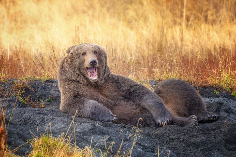 A bear reclines on its side.