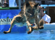 <p>Der Schäferhund Zuma beim ‚Splash Dogs‘-Wettbewerb im Rahmen einer Haustiermesse in Costa Mesa in Kalifornien, USA. Beim sogenannten ‚Splash Dogs‘ – zu deutsch etwa ‚Planschende Hunde‘ – treten Hunde im Weitsprung an. Mithilfe ihres Lieblingsspielzeugs animieren die Besitzer ihre Vierbeiner dazu, ins kühle Nass zu springen. Eine Kamera filmt, an welchem Punkt der Schwanz der Hunde im Wasser ankommt. (Bild: AFP/Mark Ralston/Getty Images) </p>