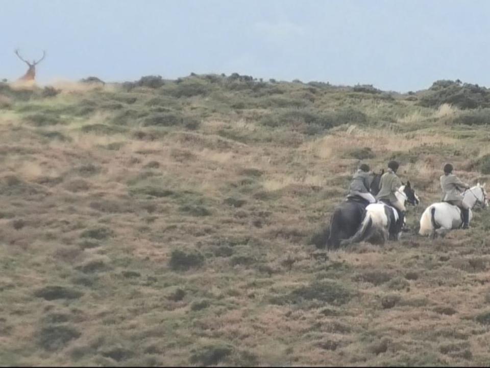 The hunters chase the animal up a hill (Dorset Hunt Sabs)