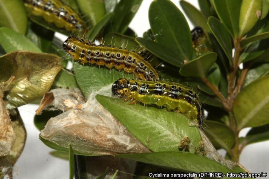 Box tree moth larvae and webbing. Box tree moths overwinter as larvae. Once temperatures rise, overwintering larvae emerge and typically begin feeding in March, continuing until they pupate in late April to early May. Photo by Cydalima perspectalis (DPHNPE) – https://gd.eppo.int