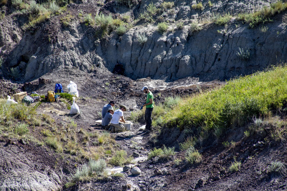 Ausgrabungen an einer Stelle, an der die Überreste eines Baby-Tyrannosaurus entdeckt wurden (Bild: Greg Funston/University Of Edinburgh/PA Media/dpa)